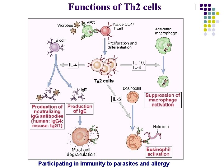 Functions of Th 2 cells Participating in immunity to parasites and allergy 