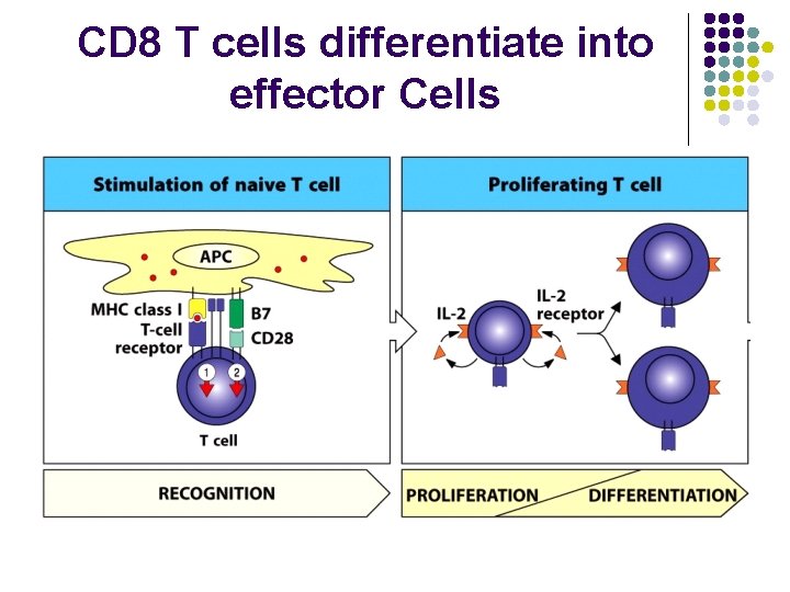 CD 8 T cells differentiate into effector Cells 