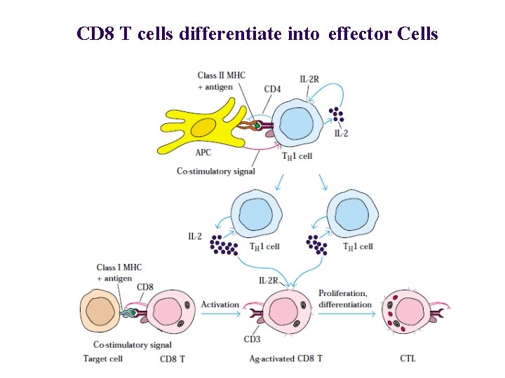 CD 8 T cells differentiate into effector Cells 