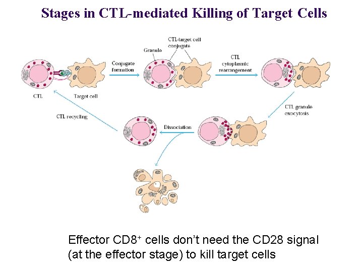 Stages in CTL-mediated Killing of Target Cells Effector CD 8+ cells don’t need the