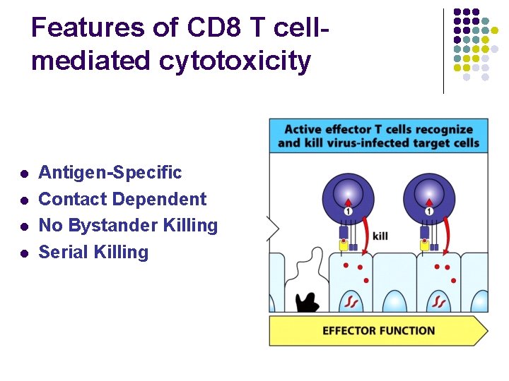 Features of CD 8 T cellmediated cytotoxicity l l Antigen-Specific Contact Dependent No Bystander