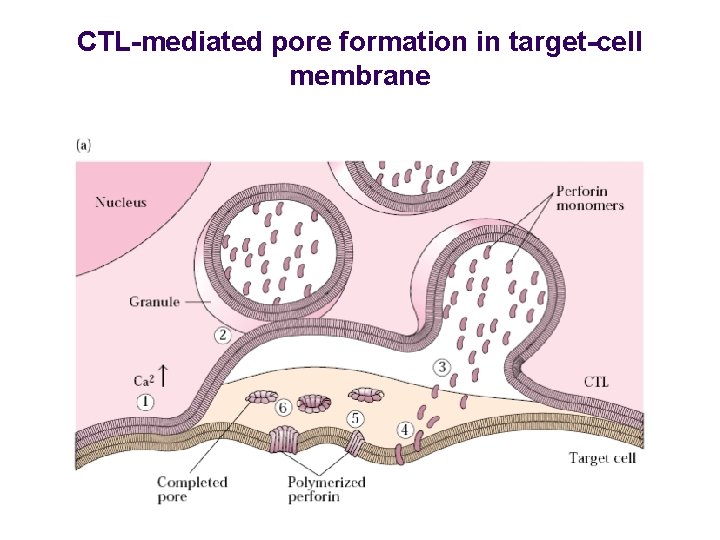 CTL-mediated pore formation in target-cell membrane 