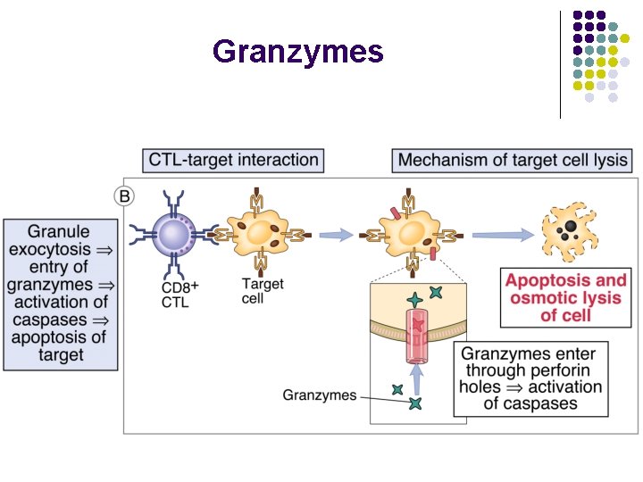 Granzymes 
