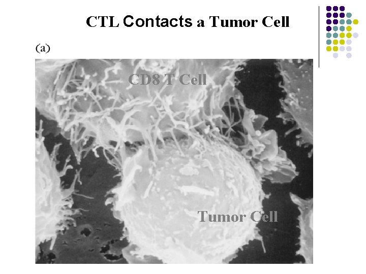 CTL Contacts a Tumor Cell CD 8 T Cell Tumor Cell 