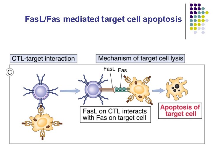 Fas. L/Fas mediated target cell apoptosis Fas-Fas. L Interactions 
