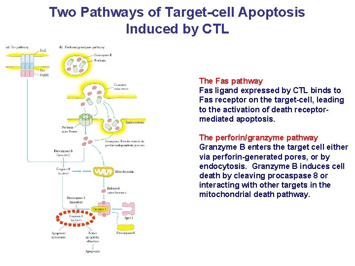 Two Pathways of Target-cell Apoptosis Induced by CTL The Fas pathway Fas ligand expressed