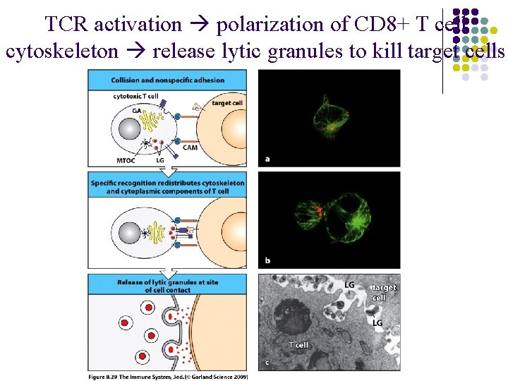 TCR activation polarization of CD 8+ T cell cytoskeleton release lytic granules to kill