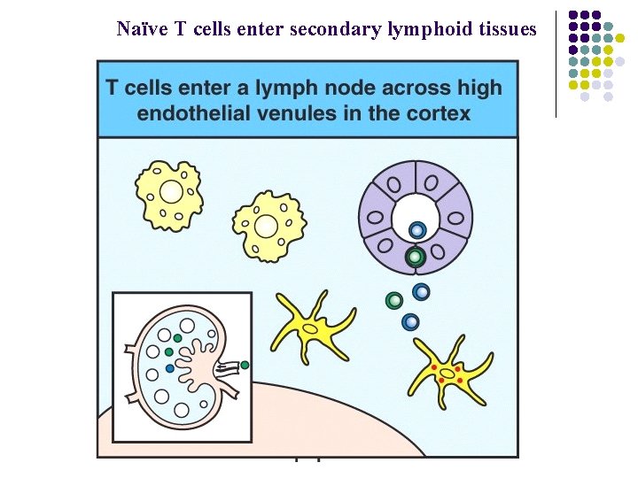 Naïve T cells enter secondary lymphoid tissues 