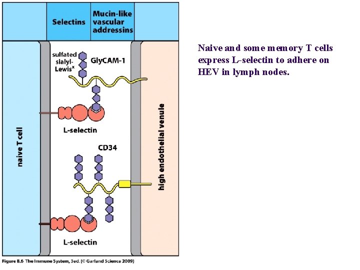 Figure 6 -5 Naive and some memory T cells express L-selectin to adhere on