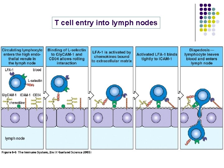 T cell entry into lymph nodes 