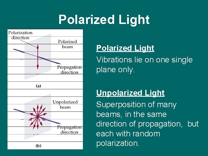 Polarized Light Vibrations lie on one single plane only. Unpolarized Light Superposition of many