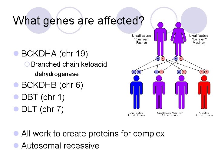 What genes are affected? l BCKDHA (chr 19) ¡ Branched chain ketoacid dehydrogenase l