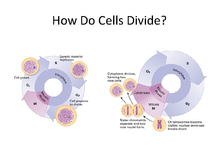 How Do Cells Divide? 
