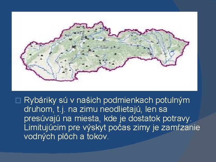 � Rybáriky sú v našich podmienkach potulným druhom, t. j. na zimu neodlietajú, len