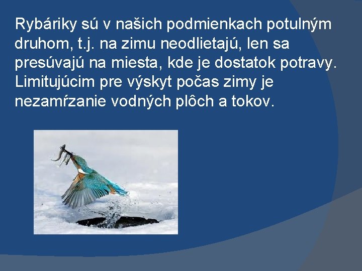 Rybáriky sú v našich podmienkach potulným druhom, t. j. na zimu neodlietajú, len sa