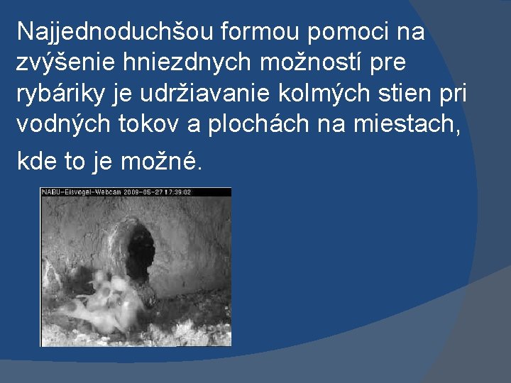 Najjednoduchšou formou pomoci na zvýšenie hniezdnych možností pre rybáriky je udržiavanie kolmých stien pri