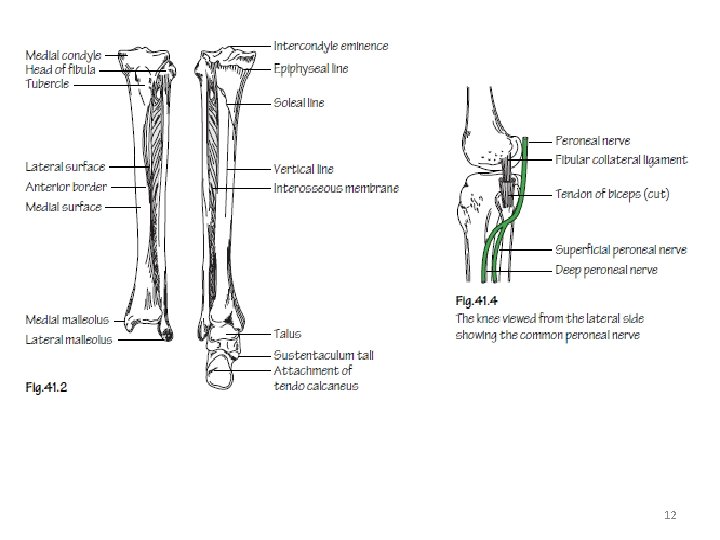 Tibial Ridging Osteology of the Lower Limb ANA 208 Lecture