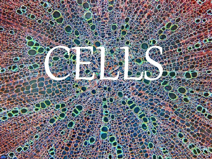 CELLS 