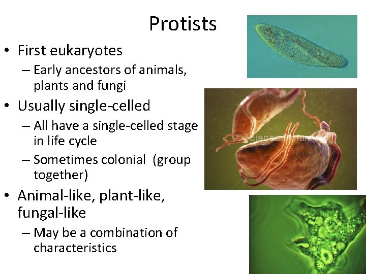 Protists • First eukaryotes – Early ancestors of animals, plants and fungi • Usually