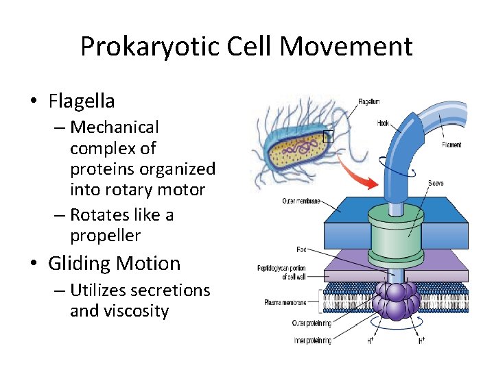 Prokaryotic Cell Movement • Flagella – Mechanical complex of proteins organized into rotary motor