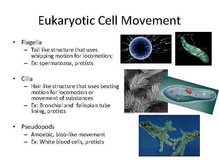 Eukaryotic Cell Movement • Flagella – Tail like structure that uses whipping motion for