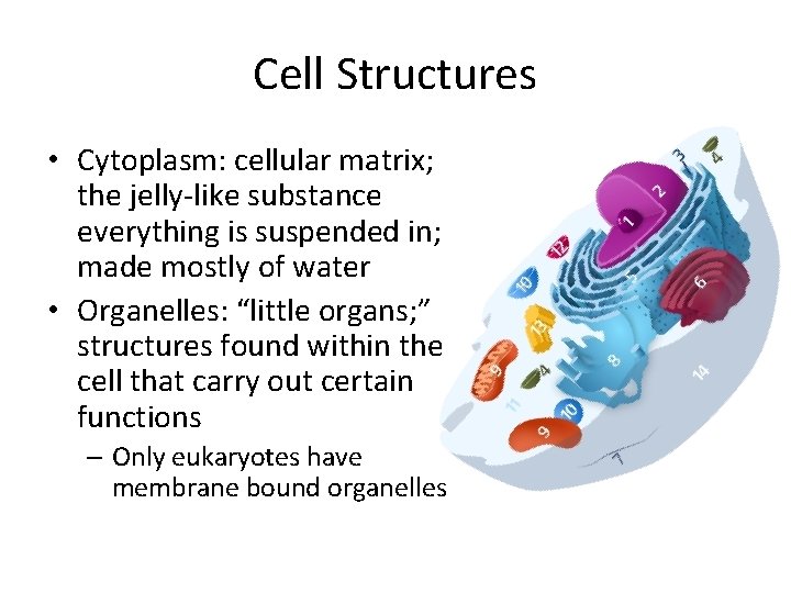 Cell Structures • Cytoplasm: cellular matrix; the jelly-like substance everything is suspended in; made