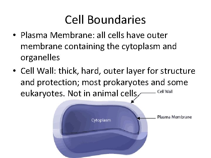 Cell Boundaries • Plasma Membrane: all cells have outer membrane containing the cytoplasm and