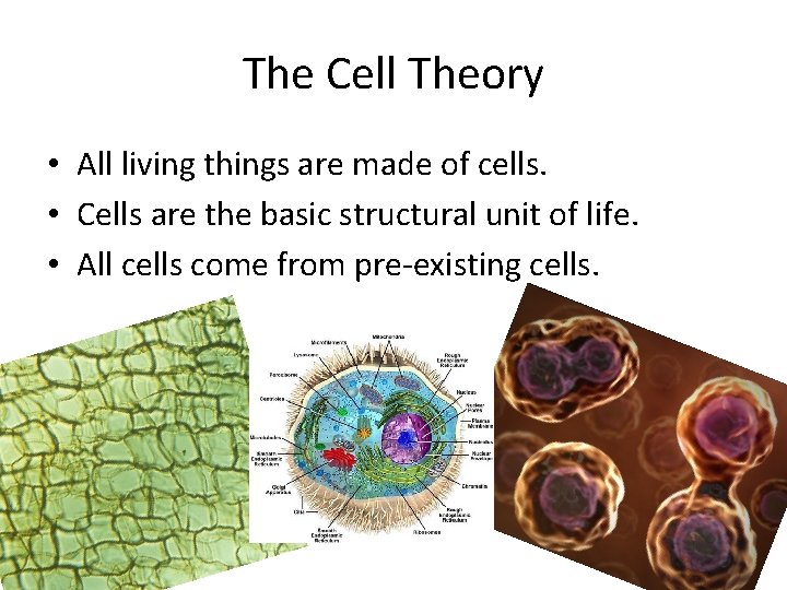The Cell Theory • All living things are made of cells. • Cells are