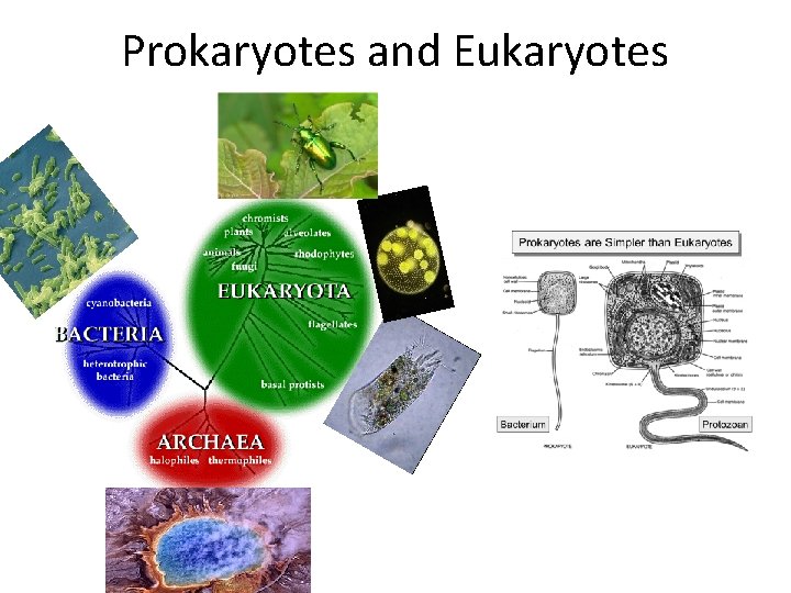 Prokaryotes and Eukaryotes 