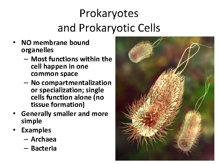 Prokaryotes and Prokaryotic Cells • NO membrane bound organelles – Most functions within the