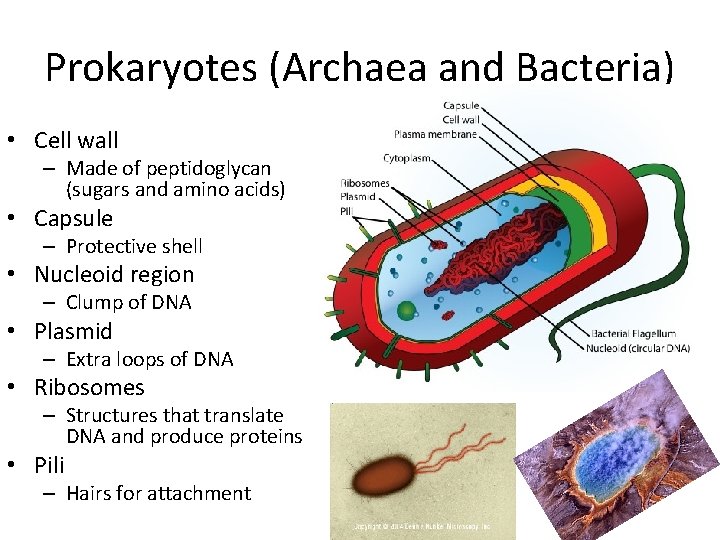 Prokaryotes (Archaea and Bacteria) • Cell wall – Made of peptidoglycan (sugars and amino