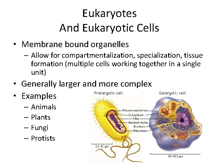 Eukaryotes And Eukaryotic Cells • Membrane bound organelles – Allow for compartmentalization, specialization, tissue