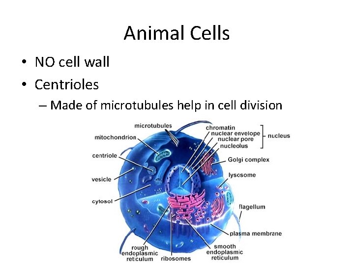 Animal Cells • NO cell wall • Centrioles – Made of microtubules help in