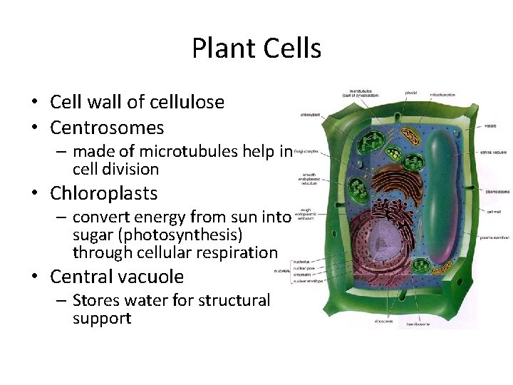 Plant Cells • Cell wall of cellulose • Centrosomes – made of microtubules help