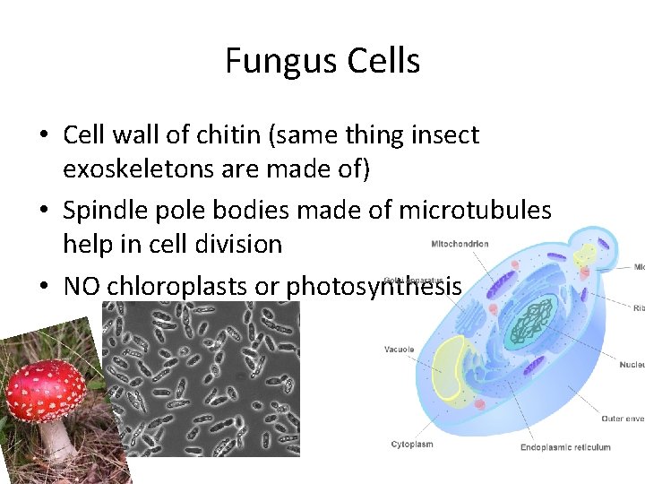 Fungus Cells • Cell wall of chitin (same thing insect exoskeletons are made of)