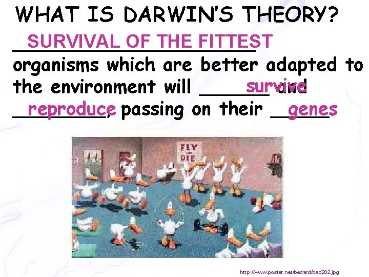 WHAT IS DARWIN’S THEORY? SURVIVAL OF THE FITTEST ___________ organisms which are better adapted