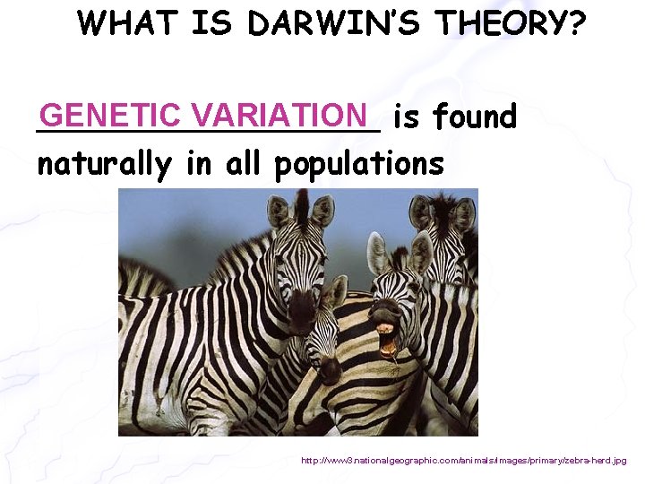 WHAT IS DARWIN’S THEORY? GENETIC VARIATION is found _________ naturally in all populations http: