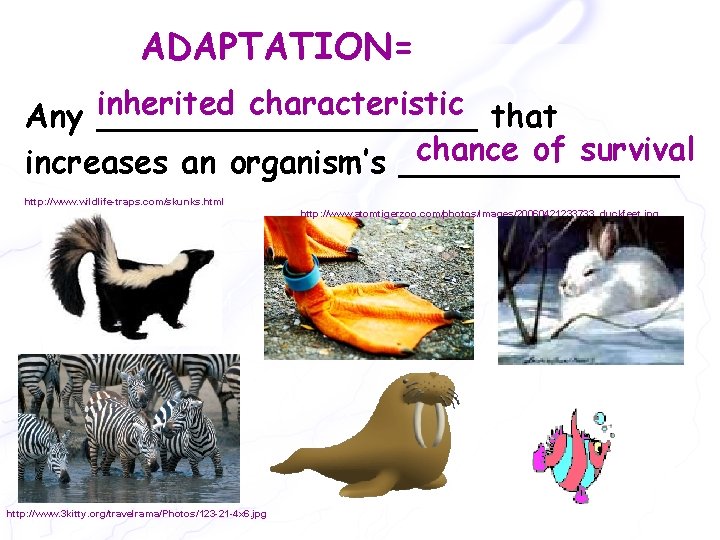 ADAPTATION= inherited characteristic that Any __________ chance of survival increases an organism’s _______ http: