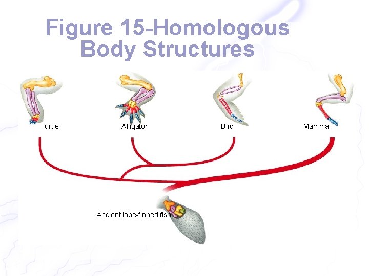 Figure 15 -Homologous Body Structures Section 15 -3 Turtle Alligator Ancient lobe-finned fish Bird