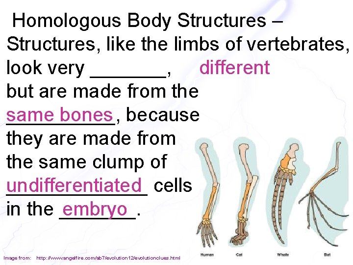 Homologous Body Structures – Structures, like the limbs of vertebrates, look very _______, different