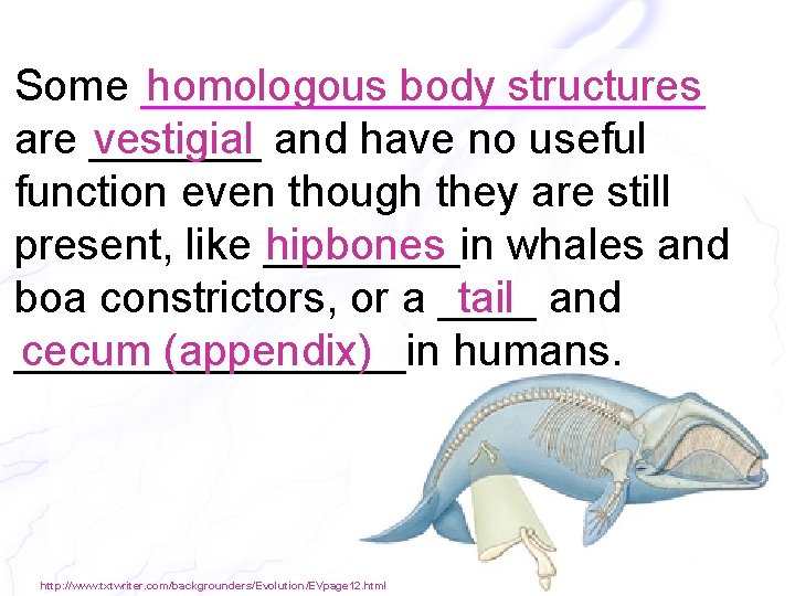 Some ____________ homologous body structures vestigial and have no useful are _______ function even