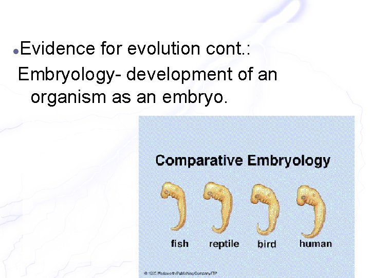 Evidence for evolution cont. : Embryology- development of an organism as an embryo. 