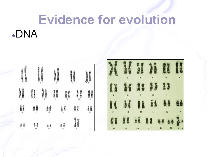 Evidence for evolution DNA 