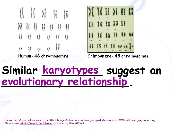 Human- 46 chromosomes Chimpanzee- 48 chromosomes karyotypes suggest an Similar _____ evolutionary relationship __________.