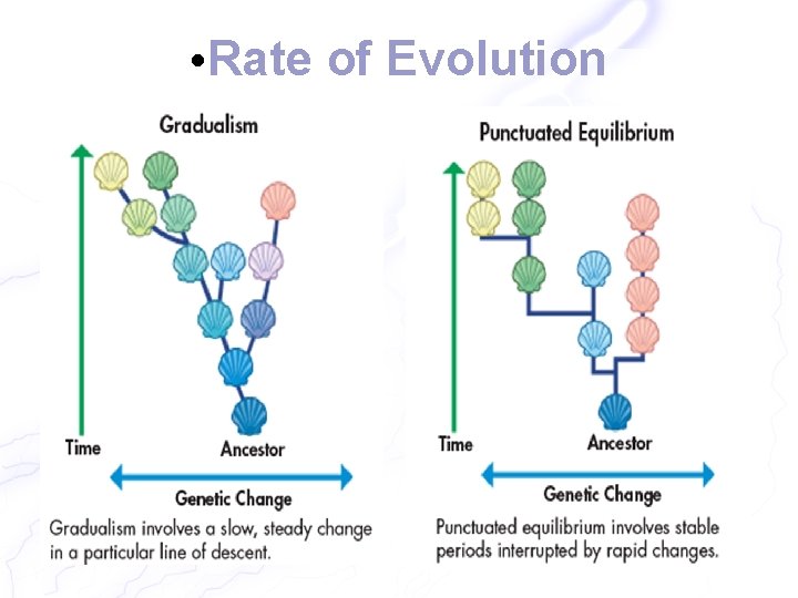  • Rate of Evolution 