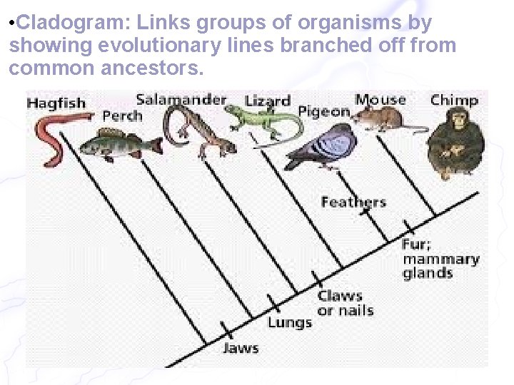  • Cladogram: Links groups of organisms by showing evolutionary lines branched off from