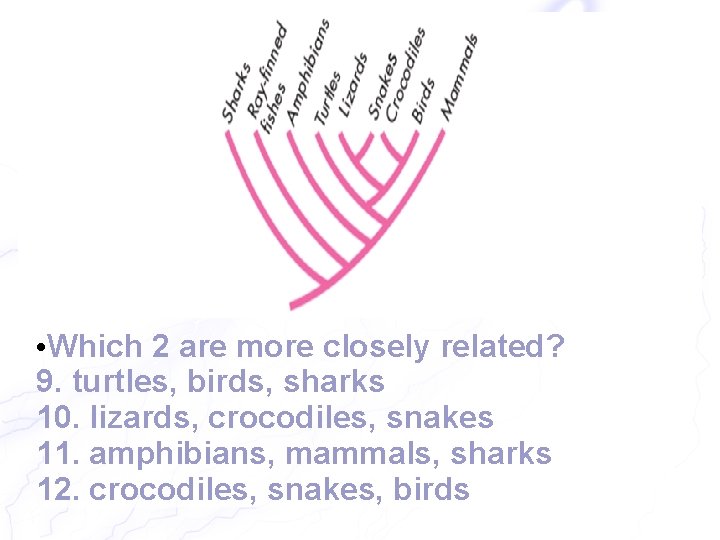  • Which 2 are more closely related? 9. turtles, birds, sharks 10. lizards,