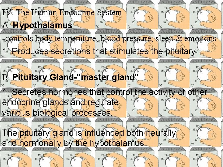 IV. The Human Endocrine System A. Hypothalamus -controls body temperature, blood pressure, sleep &