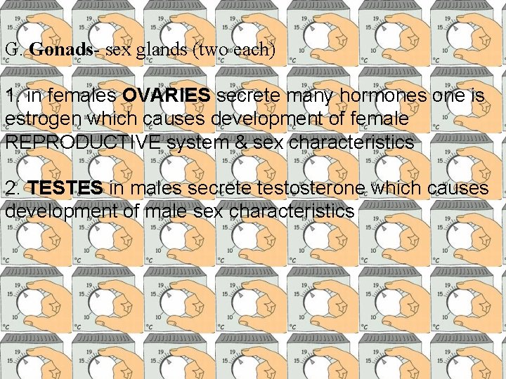 G. Gonads- sex glands (two each) 1. in females OVARIES secrete many hormones one