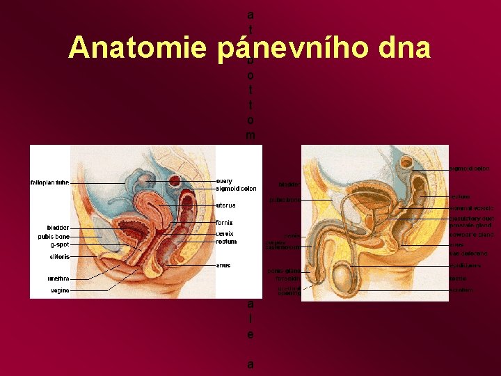 a t Anatomie pánevního dna b o t t o m l e f